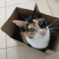 Greškom JE POSLALI U PAKETU! Mačka je pronađena nakon što je kao pošiljka obišla pola Amerike