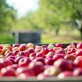 Najviše vole da se slade našim voćem Srbija, Azerbejdžan i Kina na vrhu liste izvoznika jabuka u Rusiju