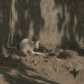 "Kada je provirila iz mamine torbe, svi smo bili zatečeni": Beo zoo vrt dobio prinovu, koja je prava retkost u prirodi