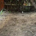 (Foto): Deca iz Svratišta su napravila baštu, neko je došao i sve počupao! Beograđani besni, svi se pitaju- zašto?! Ali imaju…