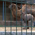 Uskršnje iznenađenje u Beogradskom zoo-vrtu – rođena beba dvogrbe kamile, ime tek kad se sazna pol mladunčeta