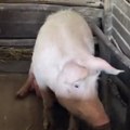 Neobičan prizor iz štale ostavio region u neverici! Svinje dobile luksuz kakav nije viđen do sada: "Napraviće sve samo da…