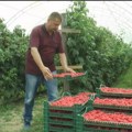 „Voće i povrće“ predvode srpski poljoprivredni izvoz, najveći suficit ipak na žitaricama