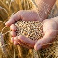 Žetva pšenice: Na parcelama Gorana Kovačevića prosečan rod 8,5 tona po hektaru