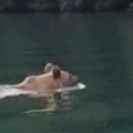 Ovako se uživa Medved se kupa u Drini (video)