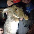 Nikola uzgaja zečeve preko 40 godina, a vlasnik je jednog od čak 11KG: Uz pomoć stručnjaka proizvodi i hranu za njih