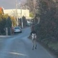 Retka vrsta jelena pobegla iz rezidencije Milanovića Lopatar tumarao po Zagrebu (video)