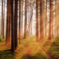 Dobre vesti na Svetski dan šuma: Srbija prešla 40 odsto pod „zelenim pokrivačem"