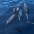 Spaseno više od 100 delfina Nasukali se oko poluostrva u SAD, ljudi ih vratili u dubine (video)