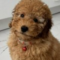 Borili su se veterinari za njen život: Uginula tromesečna pudla Tili, vlasnica tvrdi da je za smrt psa kriv grumer (foto)