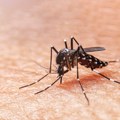 Infektivna bolest koju prenose komarci ponovo u Srbiji: Dvoje zaraženih groznicom Zapadnog Nila, jedan iz Beograda