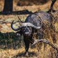 Bivo usmrtio milionera: Lovac nastradao na safariju