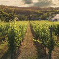 Vrućina krive za gubitak usjeva i vinograda u Francuskoj