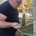 Kako da znate da li vas je ujela otrovnica: Zmijolovac Vladica objašnjava šta da radite u kritičnom trenutku