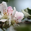 Zaplanje ne pamti da je ovo procvetalo u oktobru, a čeda veli: Za svojih 90, nisam ovo zapamtio! Evo šta kaže narodno…