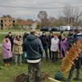 У Сремским Карловцима посађене 84 нове саднице: Ученици и грађани удружили снаге у великој акцији озелењавања