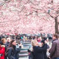 Japanski raj u punom cvatu: Sakura procvetala pet dana ranije, milioni slave Hanami! (foto)