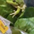 (Foto) Par u Australiji pronašao živu žabu u upakovanoj salati