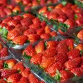 Majske jagode koštale 500 dinara po kilogramu, pasulj u pojedinim gradovima dostigao cenu od 600 dinara po kilogramu
