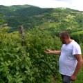 Da li će ove godine biti dovoljno berača malina u ariljskom kraju?