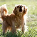 Ne čekajte da prođe samo od sebe: Ova dva znaka kod psa zahtevaju hitan odlazak kod veterinara