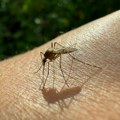 Alarm u Beogradu! Otkriven komarac zaražen virusom Zapadnog Nila, evo koji deo grada je na udaru