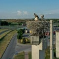 Rekordan broj belih roda u Novom Sadu: Čak 54 gnezda na stubovima propalog objekta