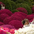 FOTO: Bajkovito cvetanje japanskih vrtova