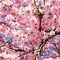Cveta u Japanu, ispred Bele kuće, ali i u parku na Novom Beogradu