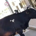 "Ajde reci joj da se makne" Krava blokirala granični prelaz između BiH i CG, hit scena, vozači ne znaju šta da rade (video)