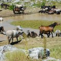 Krdo divljih konja galopira livanjskim visoravnima: Pogledajte veličanstven video netaknute prirode