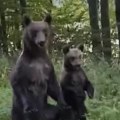 (Video): "Nije ti to baš najpametnija ideja!": Prolaznik iz automobila snimljen kao hrani medvede kruškama