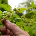 Sitno se odbrojava do početka berbe malina: Evo koliko traže voćari u odnosu na prošlu godinu