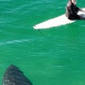 Velika bela ajkula prišla surferu s leđa, a njegova reakcija će vas šokirati: "Prevladala je radoznalost" (video)