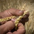 Mađari odlučni: Zabranjuju uvoz ukrajinskog žita