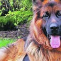 Priča o lukasu slama srca "Udomili smo psa da pomogne mom bolesnom sinu, ali kada smo videli šta mu je uradiio skamenili smo…