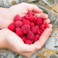 "Očekuju se dobre otkupne cene maline, višnje, kupine i šljive", agroanalitičar otkriva koliko bi moglo koštati ovo voće