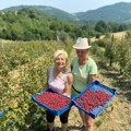 Kablar pod crvenim zlatom: Maline zrele, drugarice vredne, a domaći sok protiv žege