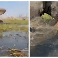 Turistkinja pukom srećom izbegla smrt Razjareni slon prevrnuo kanue, pa je potopio surlom (video)