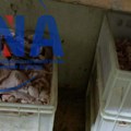U Somboru zaplenjeno više od osam tona nebezbednog mesa: Uhapšeno odgovorno lice