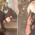"Vidi ga lepotan, lele": Vladica kleknuo, počeo da probira po travi, a onda je uhvatio predatora (video)