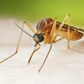 Još tri žrtve virusa Zapadnog Nila u Grčkoj – ukupno devet preminulih
