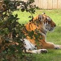 Muškarca ubio tigar u jorkširskom zoološkom vrtu