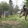 Afrička slonica Bubi predviđa pobedu Nemačke na otvaranju Evropskog prvenstva