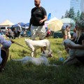 Izložba pasa dogo argentino u Velikoj Kopašnica
