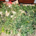 Uhapšen muškarac, policija mu otkrila zasad marihuane i više od pola kilograma osušenih stabljika