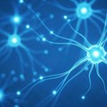 Otkriven potpuno novi tip veze između neurona