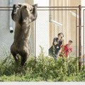 Medved napao čuvara na železničkoj stanici