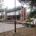 Srušila se velika grana u dvorištu vrtića „Leptirić“ u Nišu