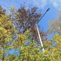 Bogata flora i fauna kragujevačkog Spomen parka bez zaštite